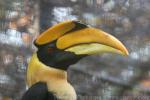 Great hornbill