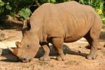 Southern white rhinoceros