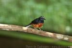 White-rumped shama