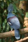 Western crowned-pigeon