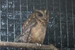 Sunda scops-owl *