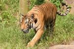 Mainland (Malayan) tiger