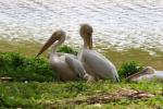 Great white pelican