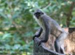 Pale-thighed langur