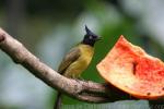 Black-crested bulbul