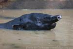 Malayan tapir