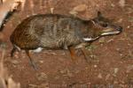 Greater mousedeer