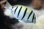 Convict surgeonfish