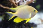 Golden damselfish