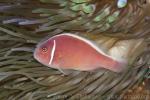 Pink anemonefish