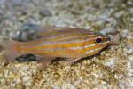 Yellowstriped cardinalfish