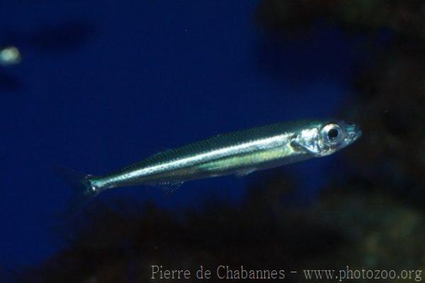 Mediterranean sand smelt