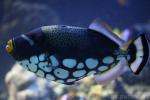 Clown triggerfish