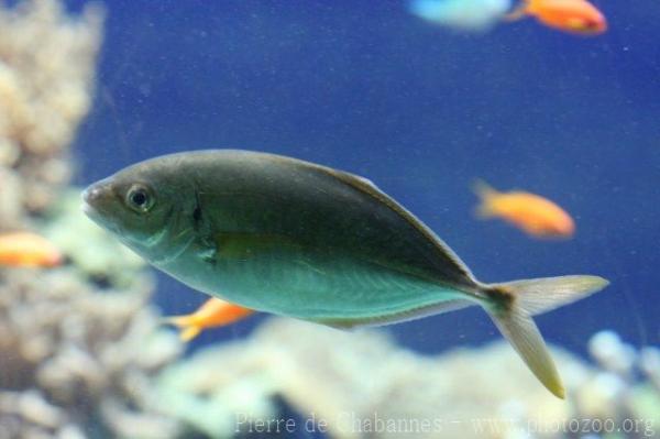 Orangespotted trevally