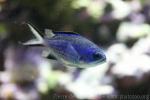 Blue chromis