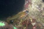 Peppermint goby