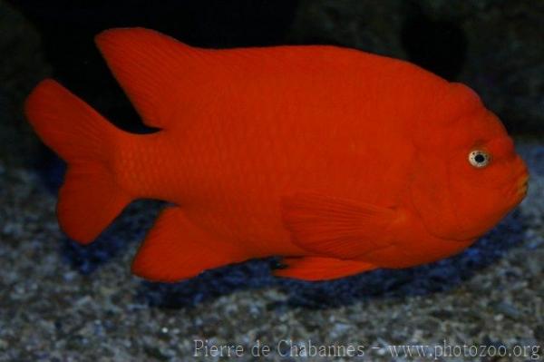 Garibaldi damselfish