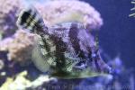 Fan-bellied leatherjacket