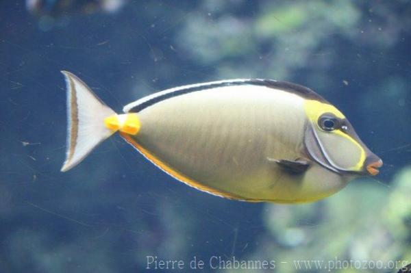 Orangespine unicornfish