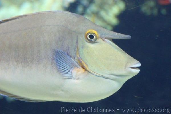 Bluespine unicornfish