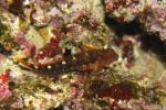 Red blenny