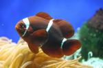 Spinecheek anemonefish