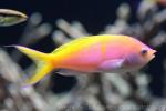 Bartlett's anthias *