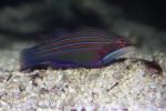 Four-lined wrasse *