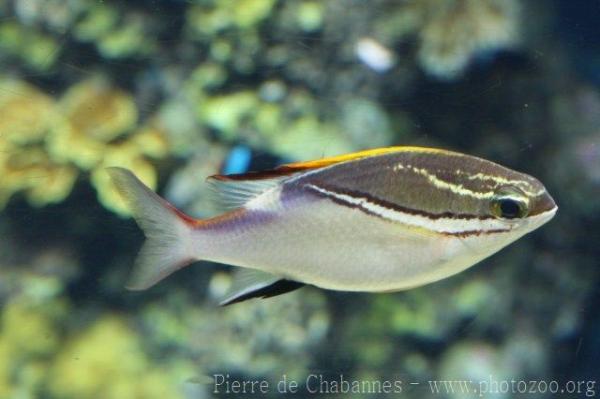 Two-lined monocle bream