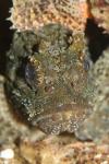 Black scorpionfish