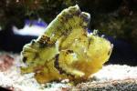 Leaf scorpionfish