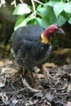 Australian brush-turkey