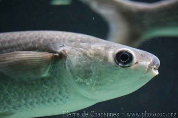 Thicklip grey mullet