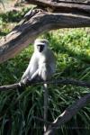 Vervet monkey