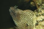 Honeycomb moray