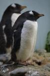 Gentoo penguin