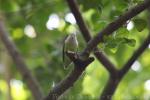 Grey-headed lovebird