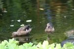 Madagascar teal