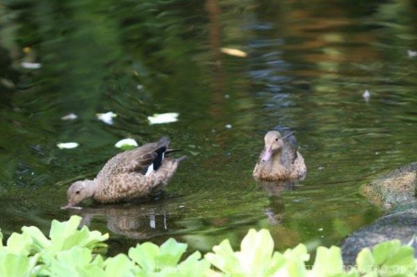 Madagascar teal