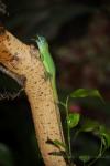 St Vincent's bush anole