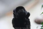 Goeldi's marmoset