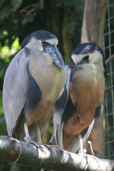 Boat-billed heron