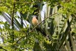 Crested coua