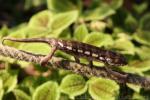 Panther chameleon