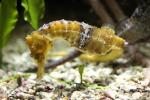 Longsnout seahorse