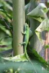 Giant day gecko