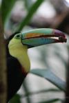 Keel-billed toucan