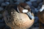 Spectacled duck