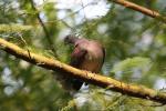 Madagascar turtle-dove