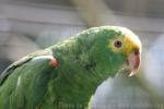 Yellow-headed amazon *